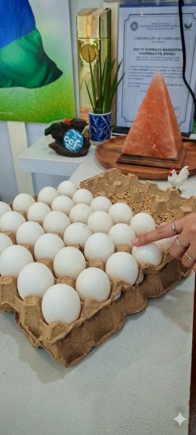 Checkin Egg